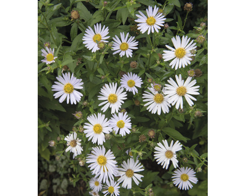 Närbild av höstastrar med vita kronblad och gula blomkorgar