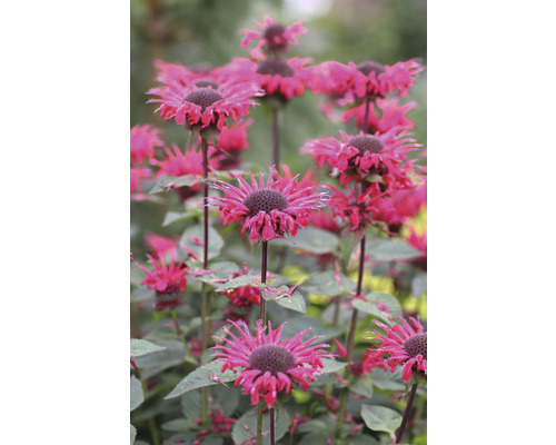 Närbild av blommande Monarda växter i trädgården