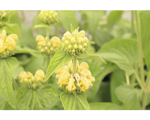 Närbild av gulblommig lamium