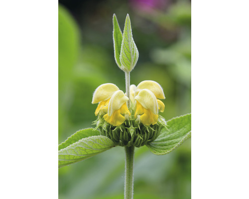 Närbild av en Brandkrautväxt med gula blommor.