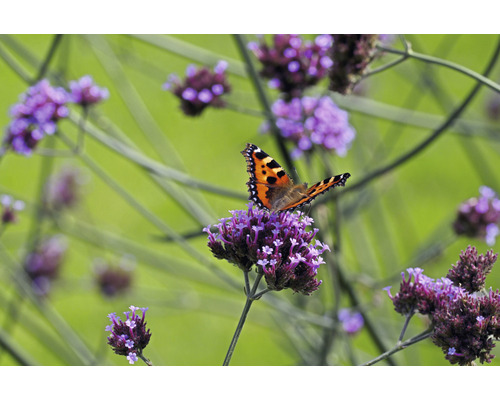Nässelfjäril på violett blomma