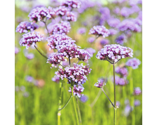 Fotografi av blommande verbenor i trädgårdsrabatten