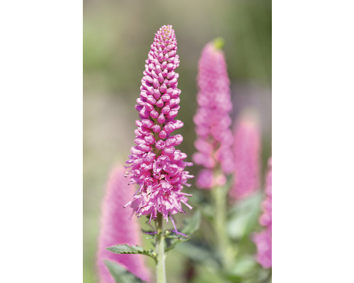 Närbild av en rosa veronikablomma i trädgården