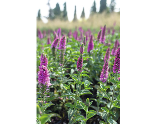 Närbild av ett fält med Veronica blommor