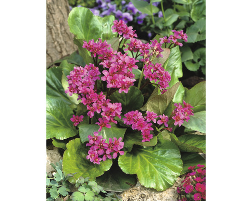Hjärtbergenia 'Rotblum' OMNIA GARDEN Bergenia cordifolia 'Rotblum' 6-pack Blomningstid för bergenia i trädgården