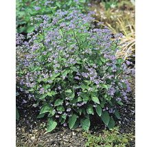 Kaukasisk förgätmigej OMNIA GARDEN Brunnera macrophylla 6-pack