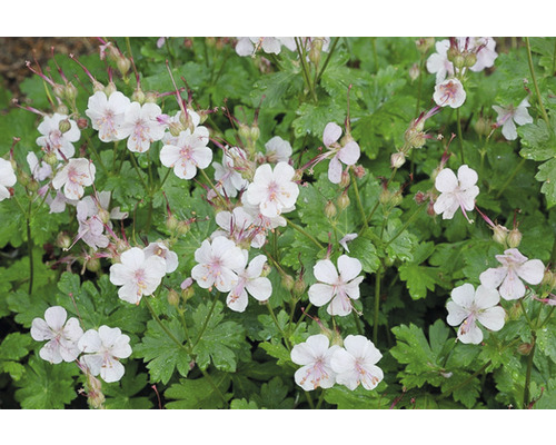 Liten flocknäva OMNIA GARDEN Geranium x cantabrigiense 'Biokovo' 15-pack Närbild av blommande Geranium cinereum