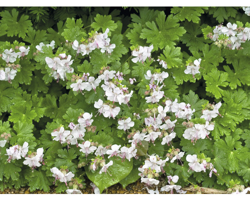 Blomställningar av ängsnäva med blad