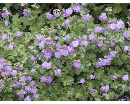 Liten flocknäva OMNIA GARDEN Geranium x cantabrigiense 'Karmina' 15-pack