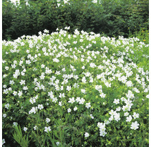 Foto av ett område med blommande kaukasisk näva.
