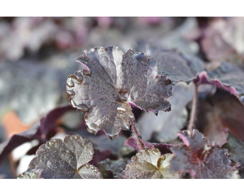 Närbild av en alunrot växt med vattendroppar på bladen