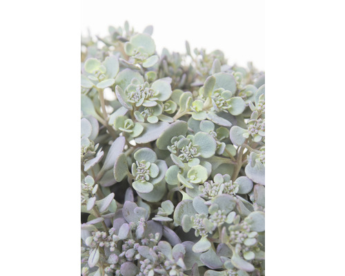 Närbild av en suckulent växt