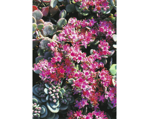 Liten kärleksört OMNIA GARDEN Hylotelephium cauticola 'Lidakense' 6-pack Närbild av en fetknoppsväxt med rosa blommor