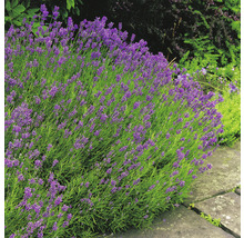 Lavendel OMNIA GARDEN Lavandula angustifolia 'Munstead' 6-pack