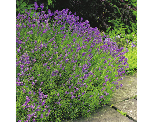 Lavendel OMNIA GARDEN Lavandula angustifolia ‘Munstead‘ 15-pack