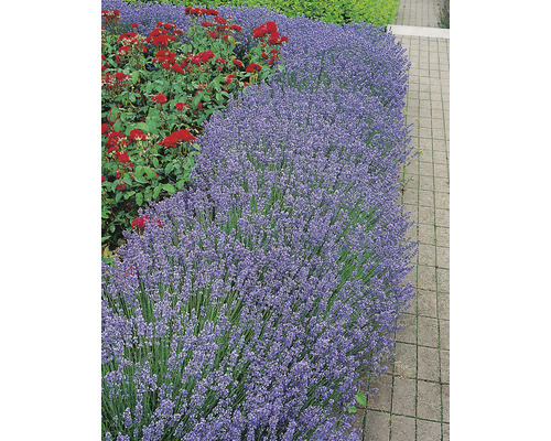 Lavendel OMNIA GARDEN Lavandula angustifolia ‘Hidcote‘ 6-pack