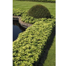 Skuggröna OMNIA GARDEN Pachysandra terminalis 'Green Carpet' 15-pack