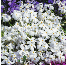 Krypflox OMNIA GARDEN Phlox stolonifera 'Alba' 6-pack