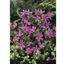 Krypflox OMNIA GARDEN Phlox stolonifera 'Home Fires' 6-pack