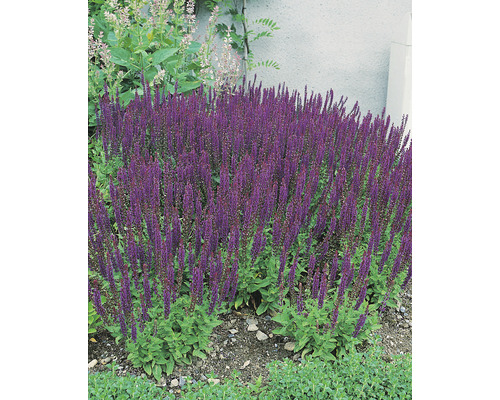 Stäppsalvia 'Ostfriesland' OMNIA GARDEN Salvia nemorosa 'Ostfriesland' 6-pack Blommande salvia i en trädgårdsbädd.