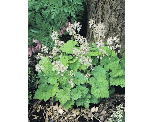 Spetsmössa OMNIA GARDEN Tiarella cordifolia 'Moorgrün' 15-pack