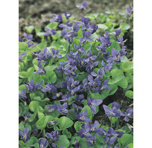 Luktviol OMNIA GARDEN Viola odorata 'Königin Charlotte' 15-pack