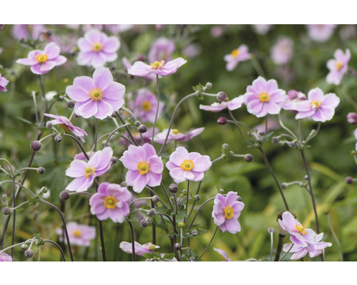 Närbild av höstanemoner i trädgården