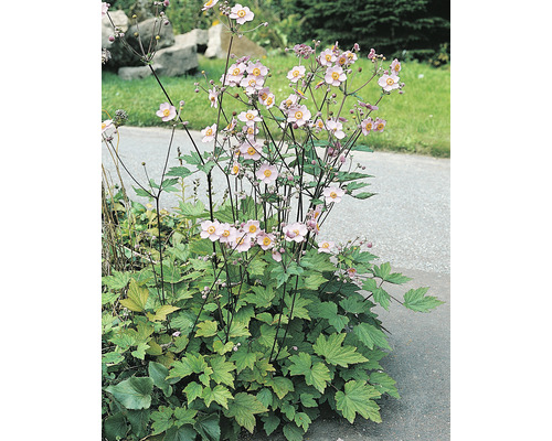 Höstvädd planta med blommor och blad i trädgården