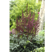 Astilbe OMNIA GARDEN (Arendsii-Gruppen) 'Etna' 6-pack
