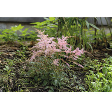 Astilbe växt i trädgårdsrabatt