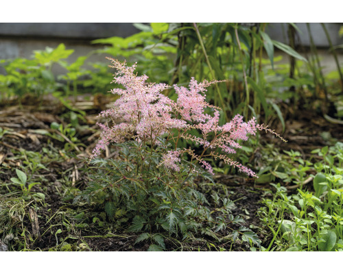 Fjäderastilbe OMNIA GARDEN Astilbe (Simplicifolia-Gruppen) 'Sprite' 6-pack Astilbe växt i trädgårdsrabatt