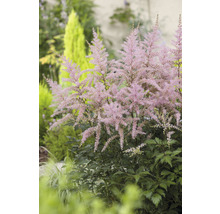 Astilbe växt i trädgårdsrabatt