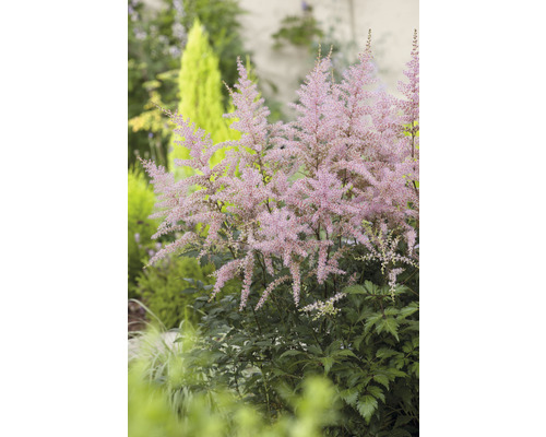 Astilbe växt i trädgårdsrabatt