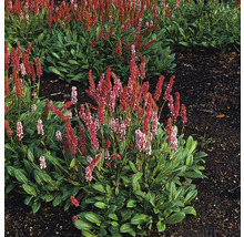 Ormrot med röda blommor i en rabatt