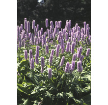 Stor ormrot OMNIA GARDEN Bistorta officinalis 'Superba' 6-pack