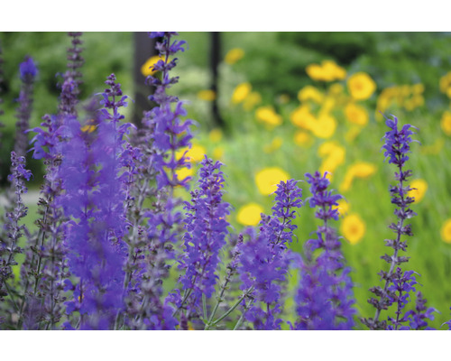 Blommande salviasväxt i trädgården