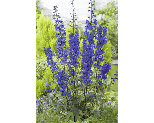 Trädgårdsriddarporre OMNIA GARDEN Delphinium (Elatum-Gruppen) 'Black Knight' 3-pack