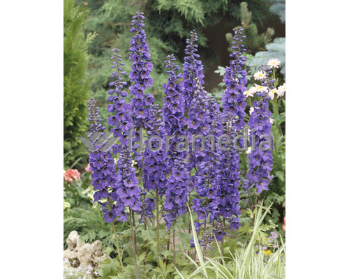 Blommande riddarsporre i trädgården