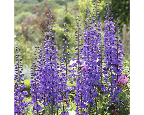 Grupp riddarsporre i trädgården
