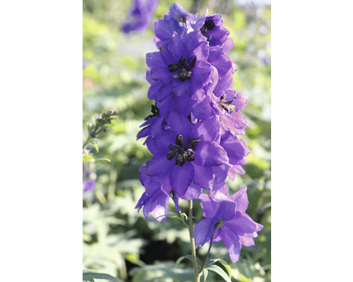 Närbild av en riddarsporre blomma