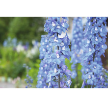 Trädgårdsriddarporre OMNIA GARDEN Delphinium (Elatum-Gruppen) 'Blue Bird' 6-pack