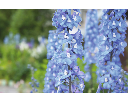 Trädgårdsriddarporre OMNIA GARDEN Delphinium (Elatum-Gruppen) 'Blue Bird' 6-pack Närbild av riddarsporreblommor