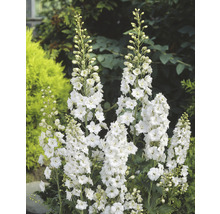 Trädgårdsriddarporre OMNIA GARDEN Delphinium (Elatum-Gruppen) 'Galahad' 3-pack
