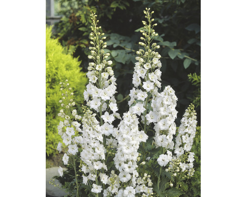 Trädgårdsriddarporre OMNIA GARDEN Delphinium (Elatum-Gruppen) 'Galahad' 3-pack Riddarsporre med vita blommor