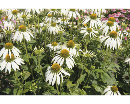 Grupp av vita rudbeckior i en trädgårdsbädd