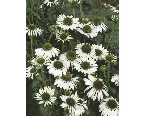 Närbild av vita solhattsblommor i trädgården.