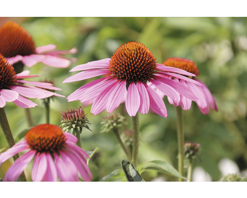 Närbild av rosa solhattblommor