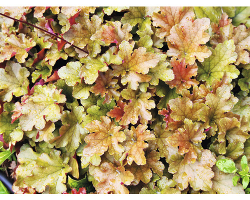 Närbild av Heuchera blad