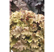 Alunrot OMNIA GARDEN Heuchera 'Marmalade' 6-pack