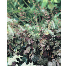 Alunrot OMNIA GARDEN Heuchera 'Rachel' 6-pack